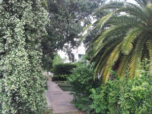 Tropical Sidewalks In Bloom