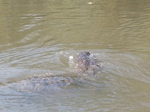 9.9.13 HIST Gator Chasing Marshmallow