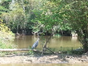 9.9.13 HIST Heron 1