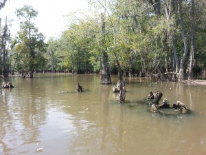 9.9.13 HIST Swamp VIew