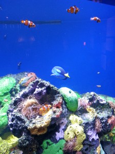 I Found Nemo!