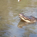 9.9.13 HIST Gator Peaking Out