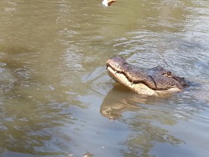 9.9.13 HIST Gator Peaking Out